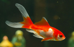 sarasa-vijverwissen-het-groene-kikkertje-schouwen-duiveland