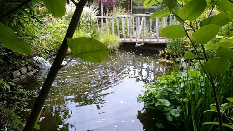 vijvercentrum-vijveraanleg-vijveronderhoud-tuincentrum-schouwen-duiveland-het-groene-kikkertje-25
